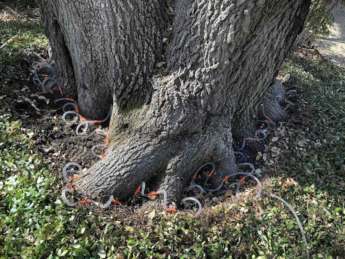 Detailed Tree Cabling and Bracing job site in Primrose